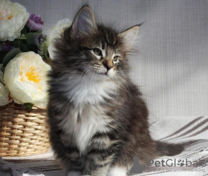 Photo №1. norwegian forest cat - for sale in the city of Manalapan Township | 250$ | Announcement № 108616