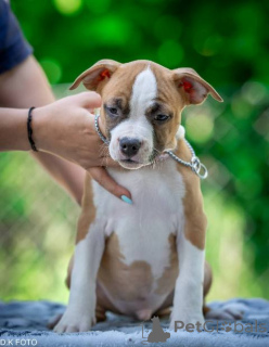 Photo №4. I will sell staffordshire bull terrier in the city of Zagreb.  - price - negotiated