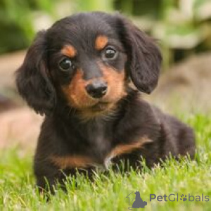 Photo №1. dachshund - for sale in the city of Berlin | 723$ | Announcement № 172759