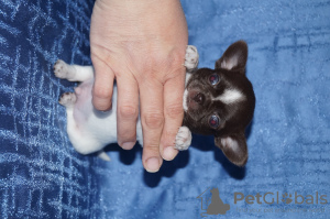 Photo №4. I will sell chihuahua in the city of St. Petersburg. from nursery - price - 611$