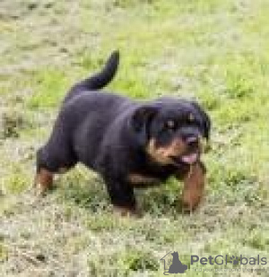 Photo №1. rottweiler - for sale in the city of Lisbon | 250$ | Announcement № 117807