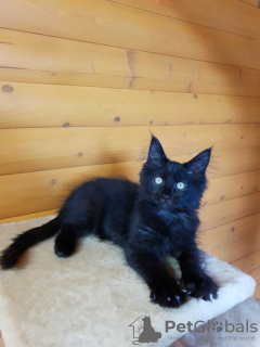 Photo №2 to announcement № 13985 for the sale of maine coon - buy in Ukraine from nursery