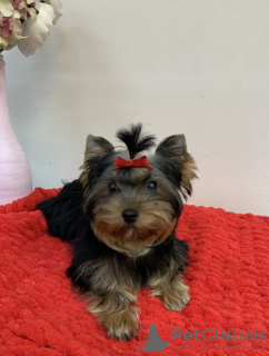 Photo №1. yorkshire terrier - for sale in the city of Kiev | 1000$ | Announcement № 8938