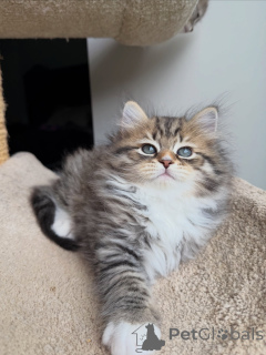 Photo №2 to announcement № 175555 for the sale of siberian cat - buy in Germany breeder