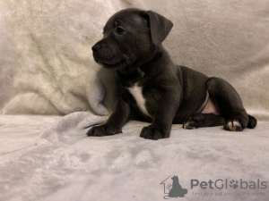 Photo №2 to announcement № 31235 for the sale of american staffordshire terrier - buy in Poland private announcement