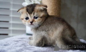 Photo №3. Munchkin-Kätzchen. Germany