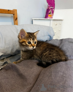 Photo №2 to announcement № 151656 for the sale of domestic cat - buy in Germany 