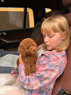 Photo №1. poodle (royal) - for sale in the city of Las Vegas | negotiated | Announcement № 154263