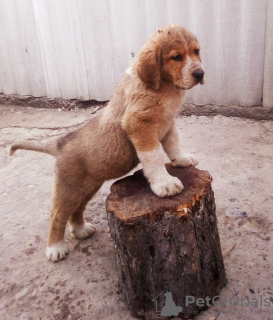 Photo №4. I will sell spanisch mastiff in the city of Voronezh. from nursery, breeder - price - 544$