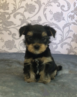 Photo №1. yorkshire terrier - for sale in the city of Novosibirsk | 338$ | Announcement № 11259