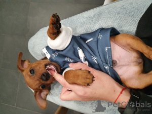 Photo №4. I will sell miniature pinscher in the city of Minsk. private announcement - price - 200$