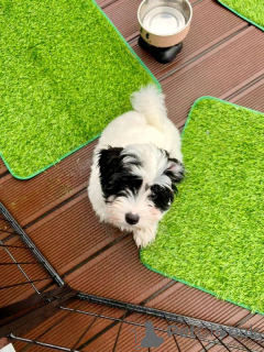 Photo №1. coton de tulear - for sale in the city of ALAVUS | 310$ | Announcement № 167366