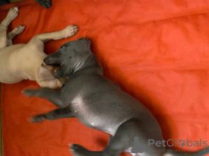 Photo №3. Italian greyhounds blue girl 1 months 4500 AKC Registration. United States