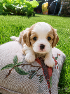 Photo №1. american cocker spaniel, english cocker spaniel, english springer spaniel, welsh springer spaniel, irish water spaniel, cavalier king charles spaniel, cavalier king charles spaniel, clumber spaniel, russian spaniel, tibetan spaniel - for sale in the city of Helsinki | 1135$ | Announcement № 174760