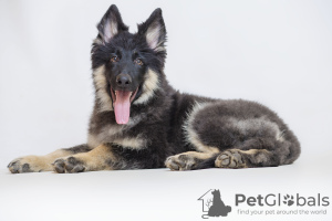 Photo №1. german shepherd - for sale in the city of Freiburghaus | Is free | Announcement № 9239