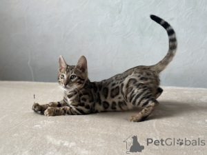 Photo №2 to announcement № 125042 for the sale of bengal cat - buy in United States private announcement, from nursery, breeder