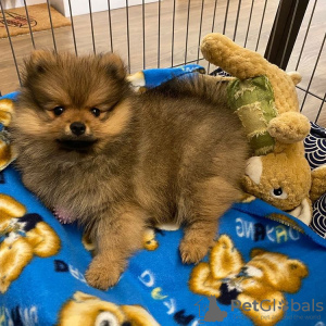 Additional photos: Pomeranian baby