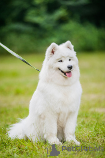 Additional photos: Samoyed puppy from Kiev kennel.