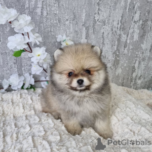 Photo №4. I will sell pomeranian in the city of Paris. private announcement - price - negotiated