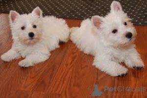 Photo №4. I will sell west highland white terrier in the city of Dusseldorf.  - price - negotiated