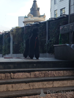 Photo №3. CHAMPION Litter Black Standard Poodles of the highest rank. Serbia