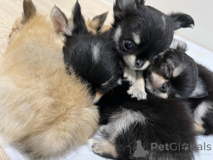 Photo №2 to announcement № 154730 for the sale of chihuahua - buy in Swaziland private announcement