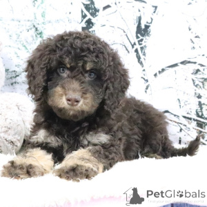 Photo №2 to announcement № 160903 for the sale of golden retriever - buy in United Kingdom private announcement