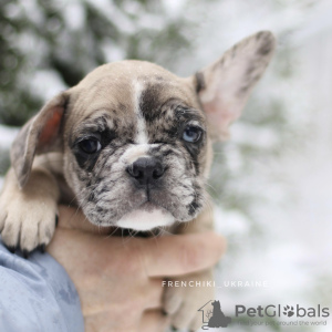 Photo №1. french bulldog - for sale in the city of Амстердам | 1000$ | Announcement № 32306