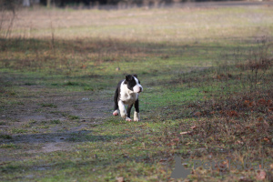 Photo №3. American staffordshire terrier. Serbia