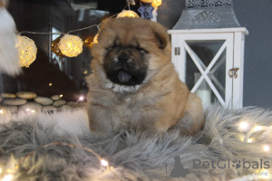 Photo №2 to announcement № 30303 for the sale of chow chow - buy in Poland breeder