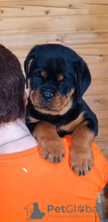 Photo №1. rottweiler - for sale in the city of Krasnoyarsk | negotiated | Announcement № 94033