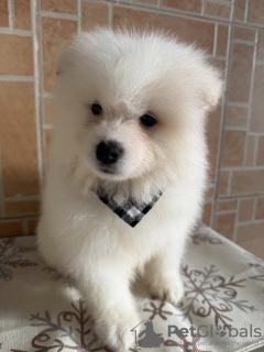 Photo №2 to announcement № 131704 for the sale of samoyed dog - buy in Australia private announcement
