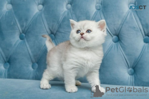 Photo №1. scottish fold - for sale in the city of Berlin | negotiated | Announcement № 74518
