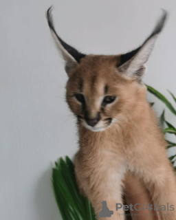 Photo №2 to announcement № 99685 for the sale of caracal - buy in United Kingdom private announcement, from nursery, from the shelter