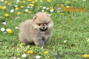 Photo №4. I will sell pomeranian in the city of Loznica. breeder - price - negotiated