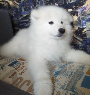 Photo №2 to announcement № 1735 for the sale of samoyed dog - buy in Belarus private announcement