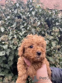 Photo №3. toy poodle. Serbia