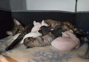 Photo №1. devon rex - for sale in the city of Berlingen | 929$ | Announcement № 160324