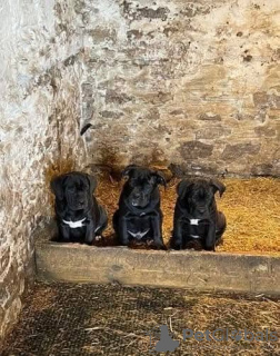 Photo №2 to announcement № 131707 for the sale of cane corso - buy in Australia 