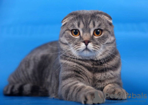 Photo №1. scottish fold - for sale in the city of Москва | negotiated | Announcement № 105556
