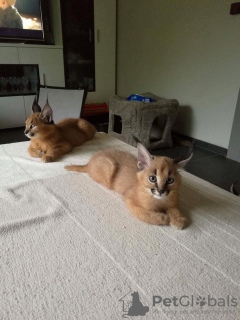 Photo №3. caracal and caracat kittens available. United States