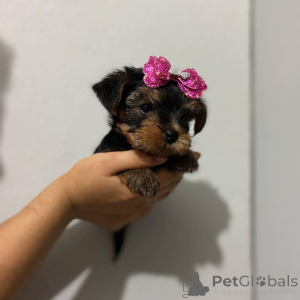 Photo №3.  Adorable Yorkshire Terrier (Yorkie) Puppy Available for Adoption! . Czech Republic