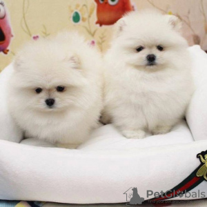 Photo №2 to announcement № 77416 for the sale of pomeranian - buy in Sweden private announcement