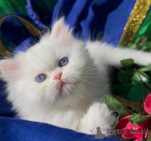 Photo №1. persian cat - for sale in the city of Jenbach | 361$ | Announcement № 178587