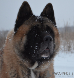 Additional photos: american akita