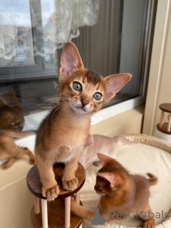 Photo №3. Abyssinian kitten girl - Rocketa, color Rudy from cattery with documents. Russian Federation