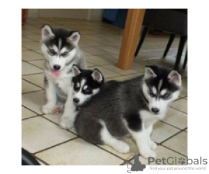 Photo №1. siberian husky - for sale in the city of Gelendzhik | 317$ | Announcement № 105501