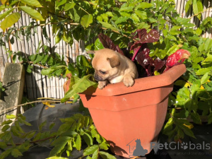Photo №1. chihuahua - for sale in the city of Darmstadt | 376$ | Announcement № 149062