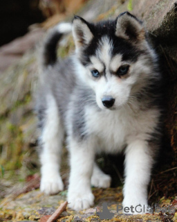 Photo №1. siberian husky - for sale in the city of Валлетта | 475$ | Announcement № 80956