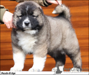 Photo №2 to announcement № 89962 for the sale of caucasian shepherd dog - buy in Serbia breeder